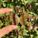 Rainbow Fluorite 3D Butterfly Carvings | Fluorite Crystal Butterfly